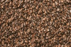 Natuflex Droogloopmat - 80x50cm - Donker Bruin - Deurmat -Woningverbetering Winkel natuflex droogloopmat donker bruin deurmat 3